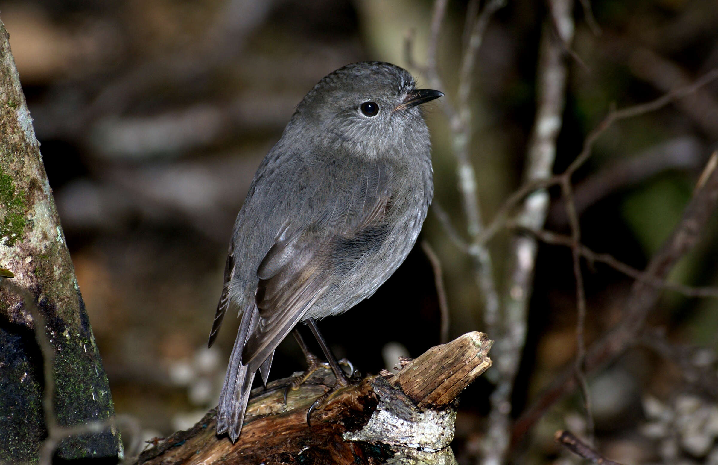 Image of New Zealand Robin