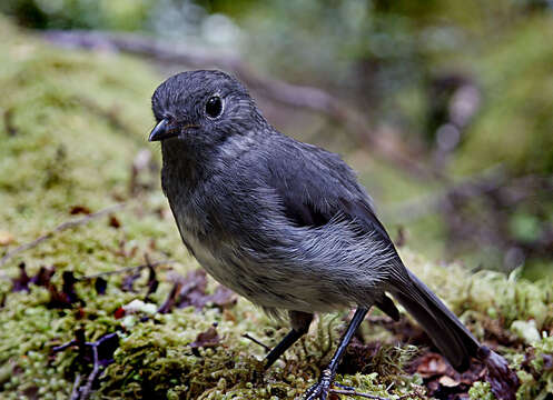 Image of New Zealand Robin