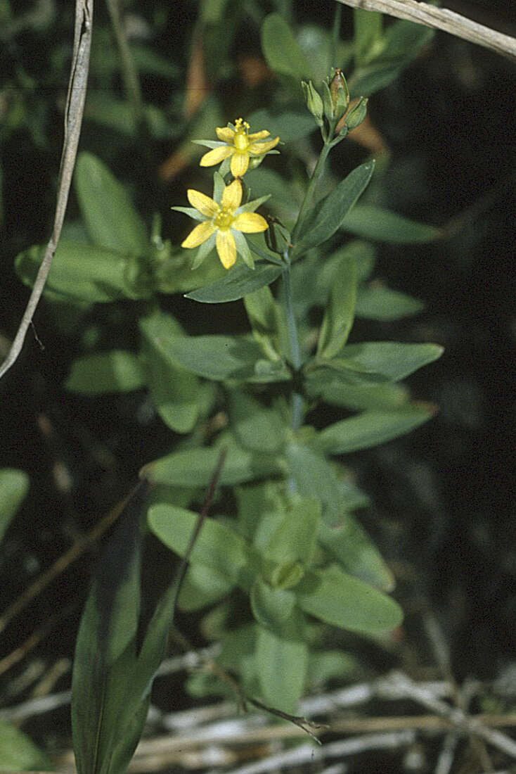 Image de Hypericum canadense L.