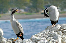 Image of Spotted Shag