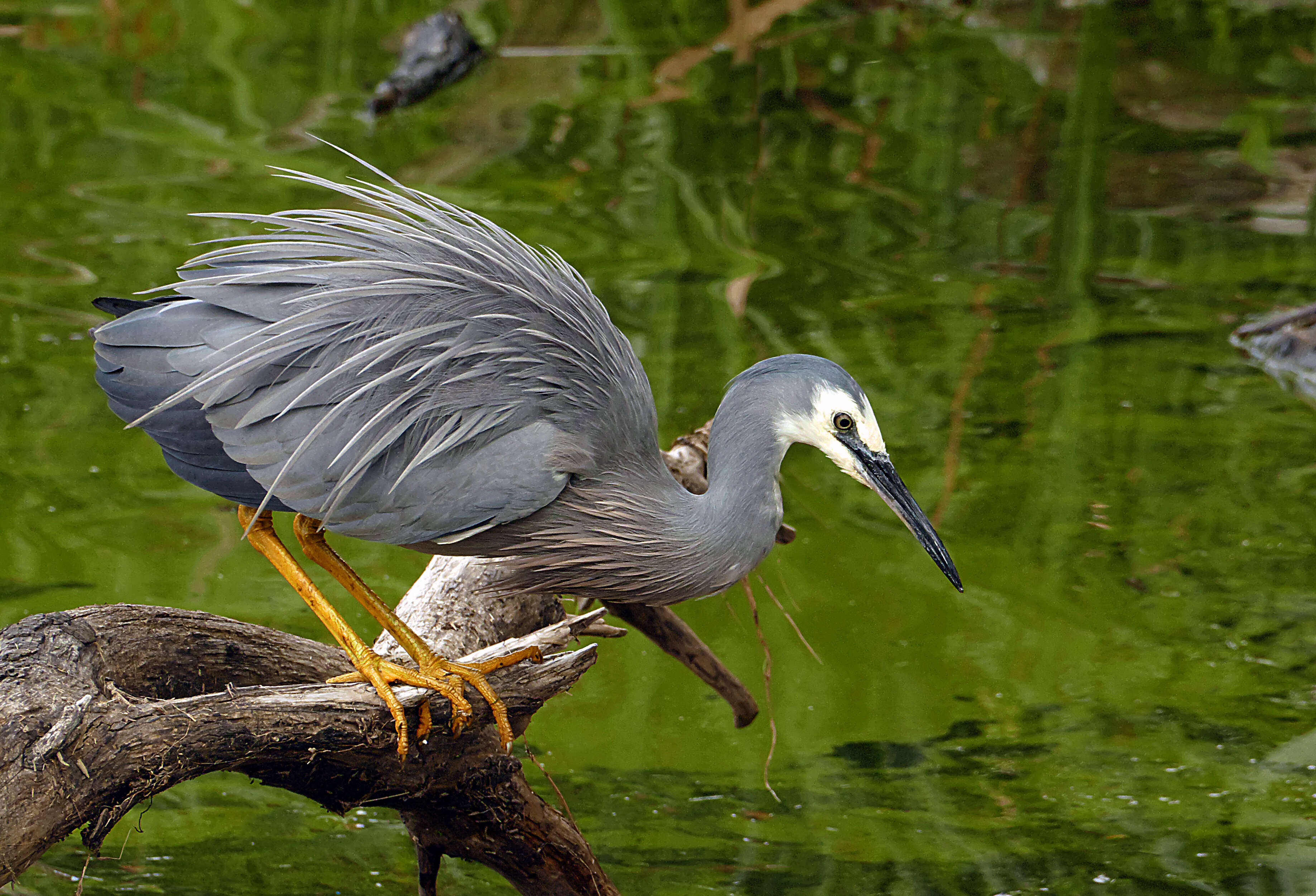 Image of White-faced Heron