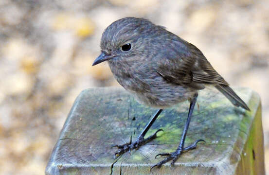 Image of New Zealand Robin