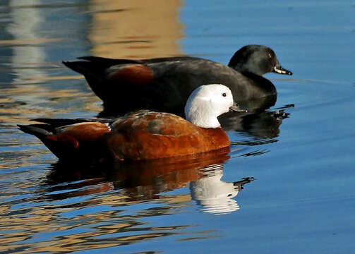 Image of Paradise Shelduck