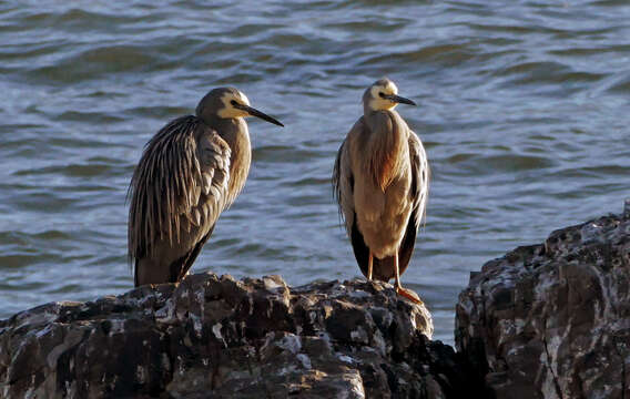 Image of White-faced Heron