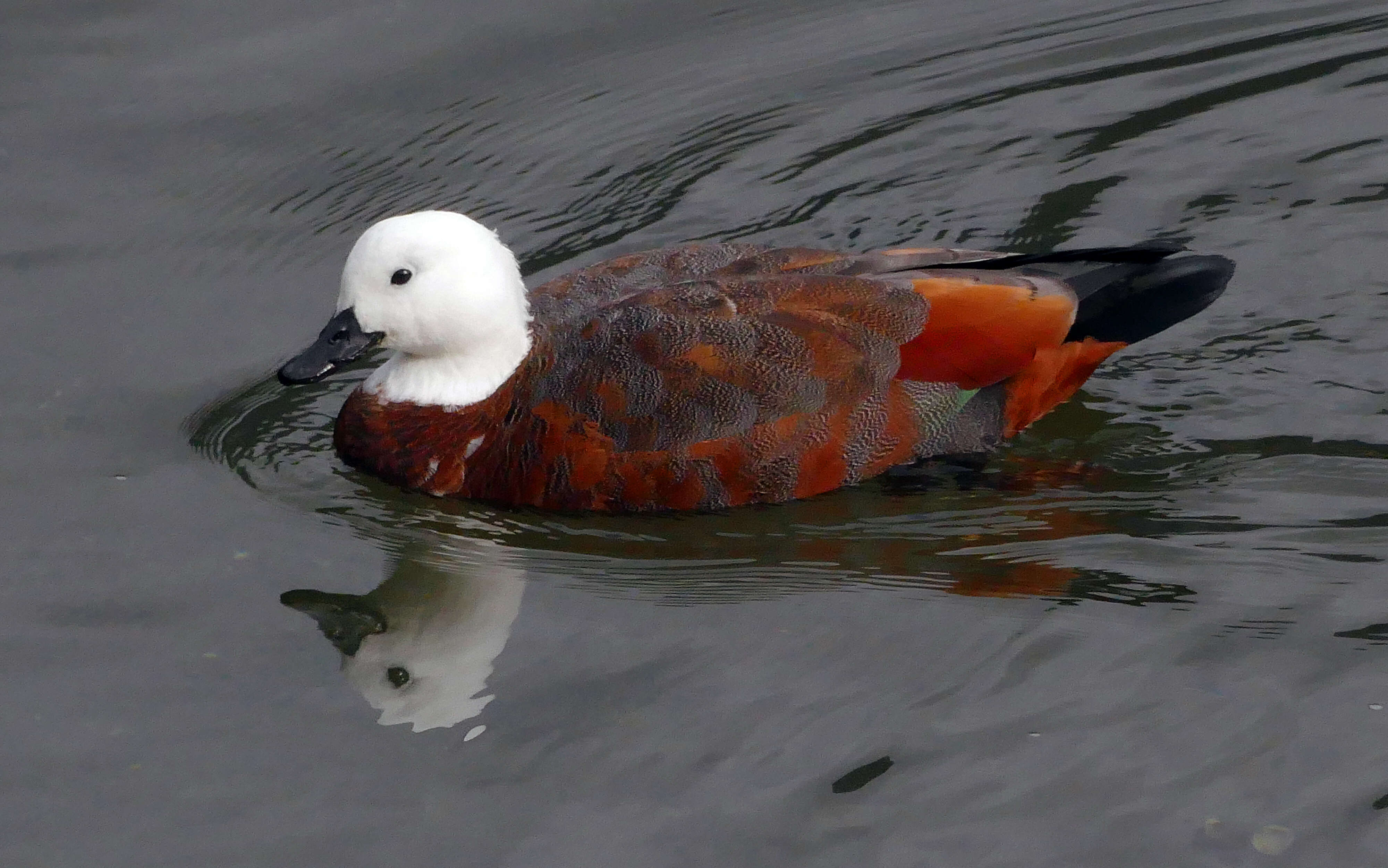 Image of Paradise Shelduck