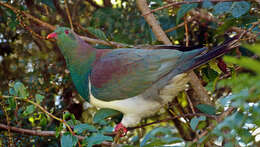 Image of Kererū