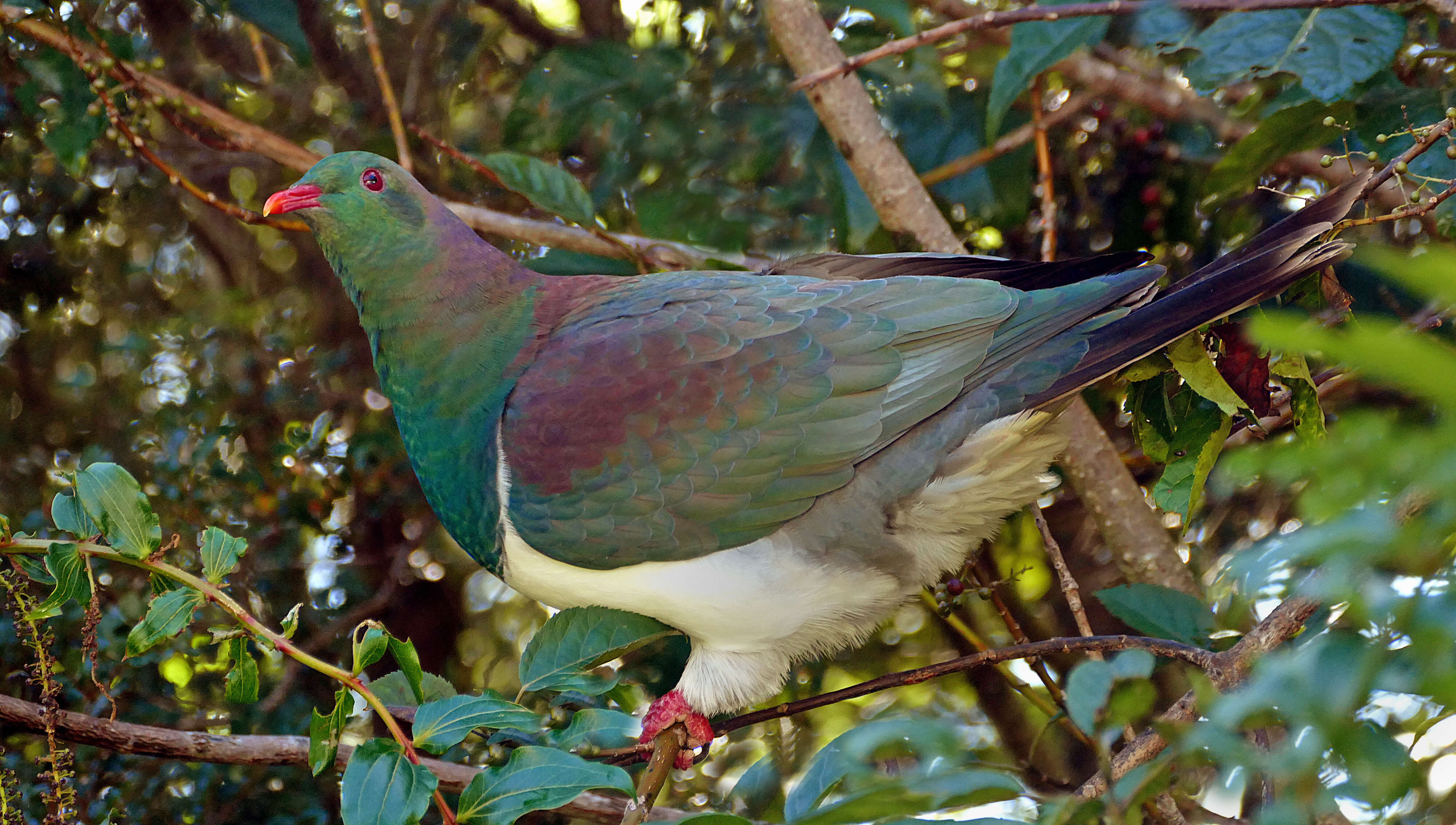 Image of Kererū