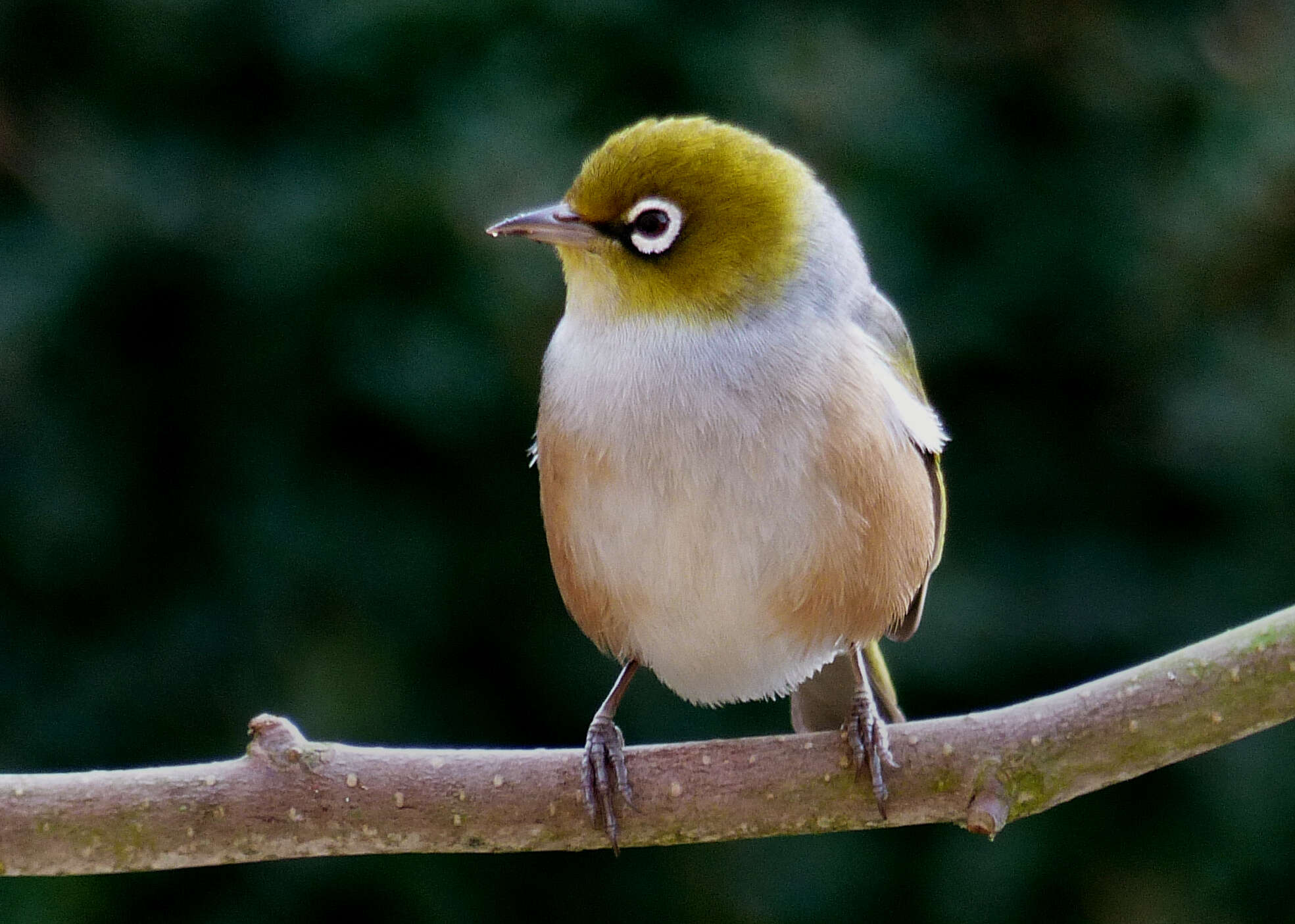 Image of Silvereye