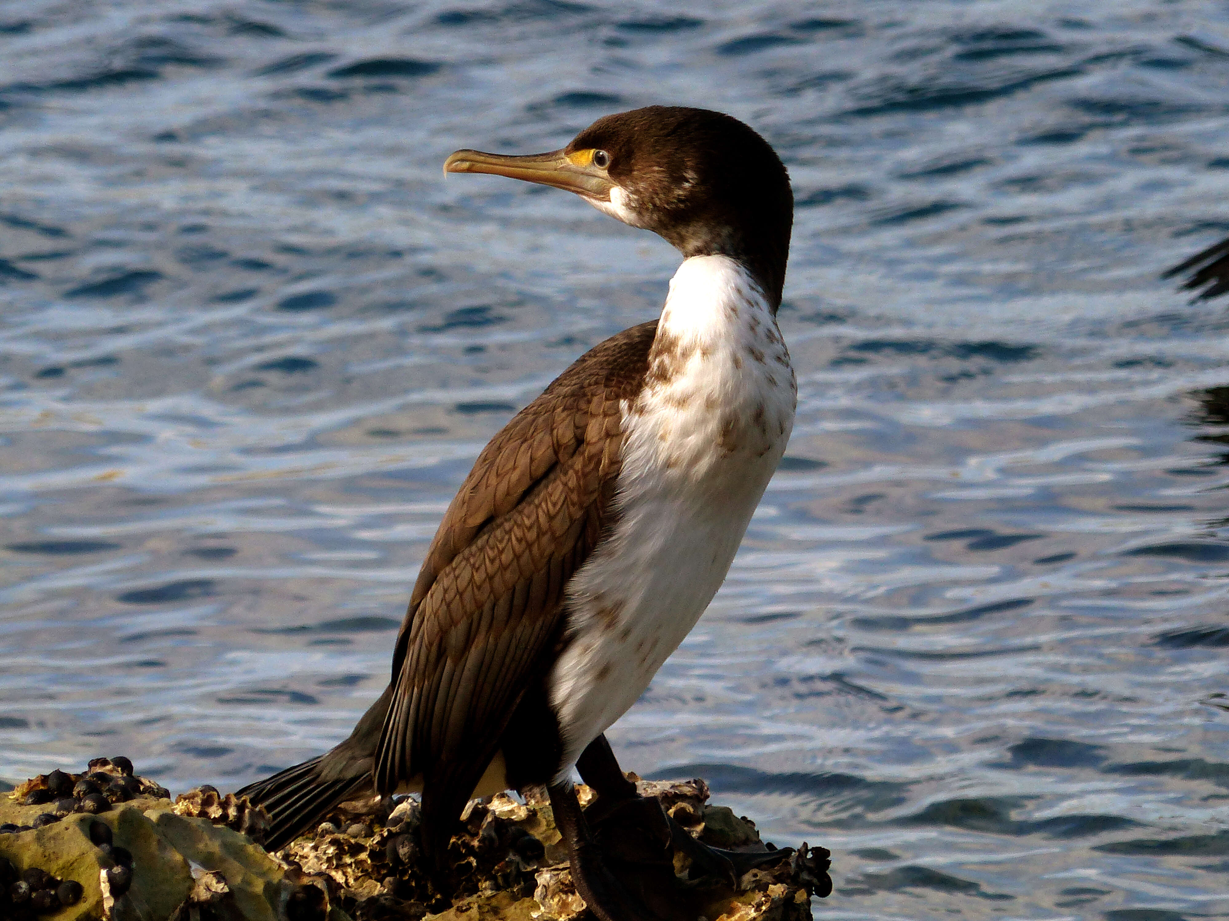 Image of Spotted Shag