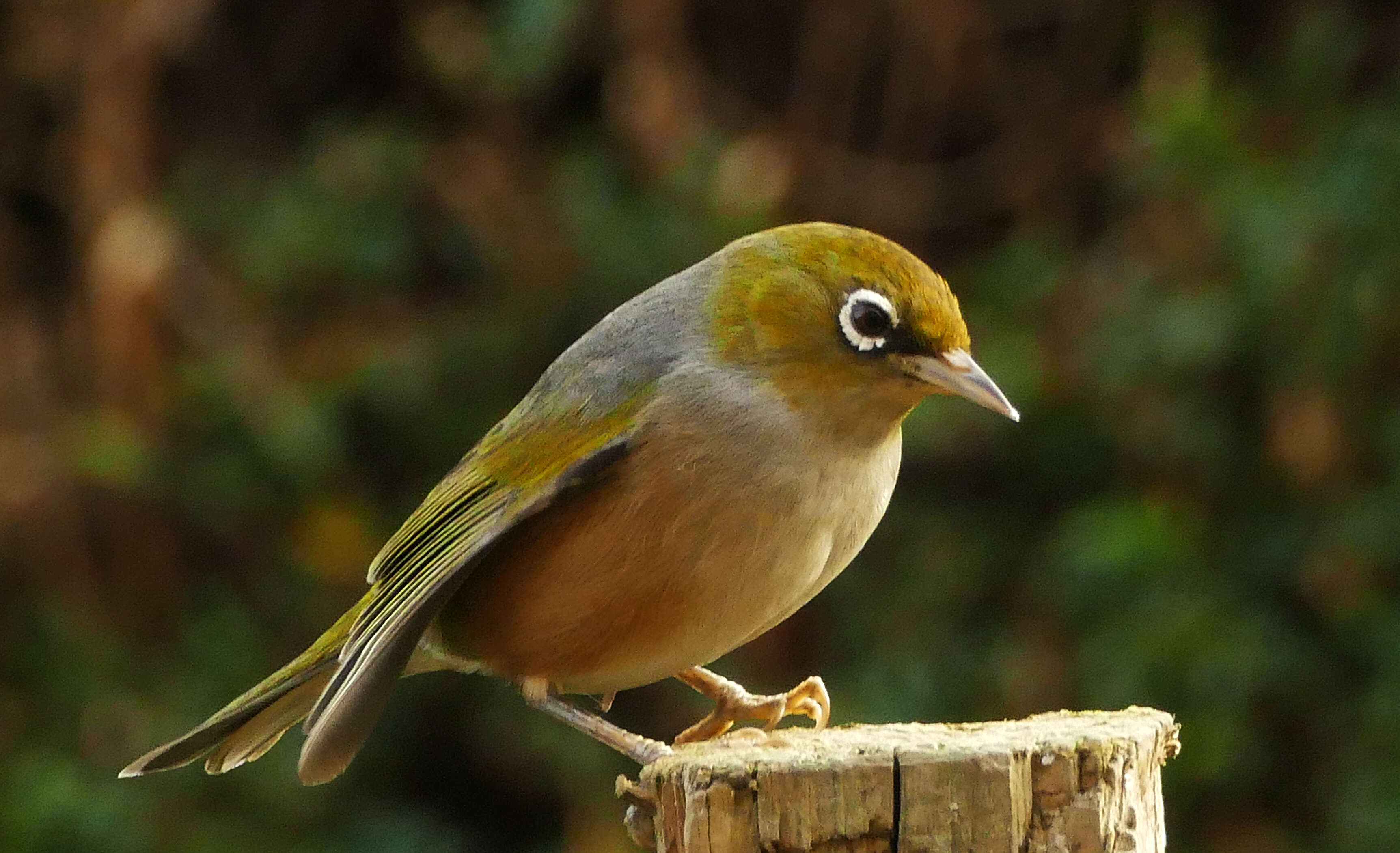 Image of Silvereye