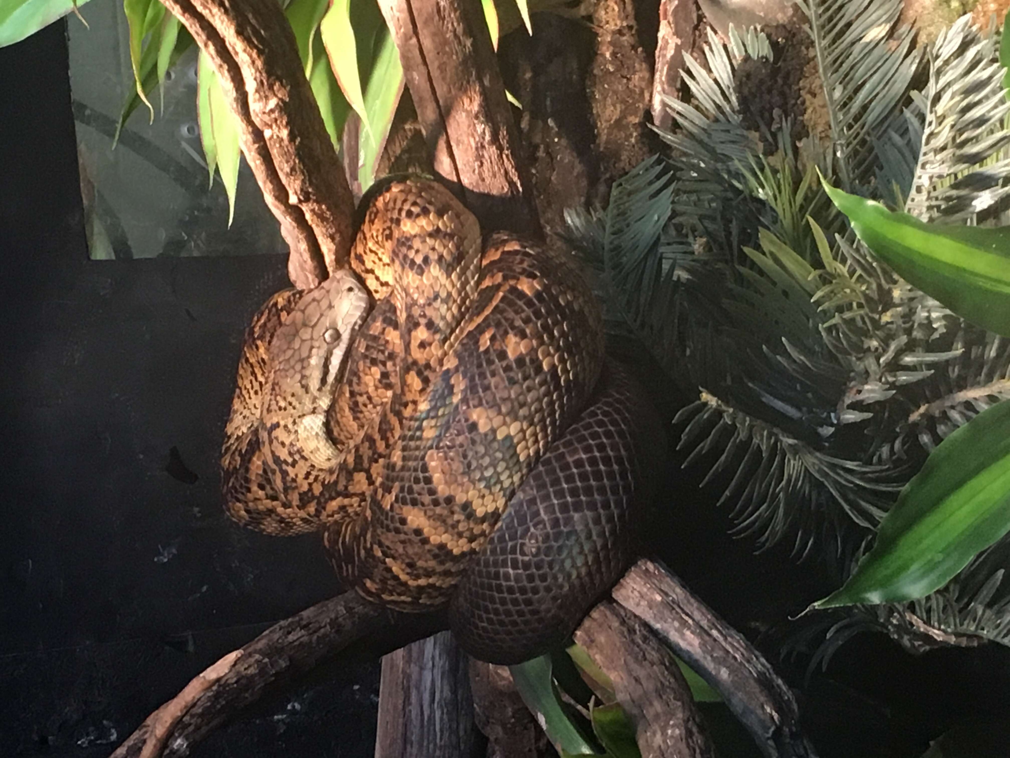 Image of Jamaican Yellow Boa