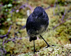 Image of New Zealand Robin