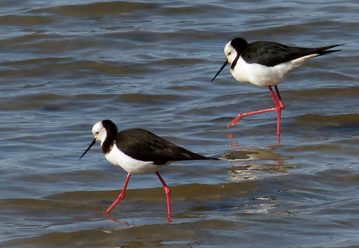 Image of Pied Stilt