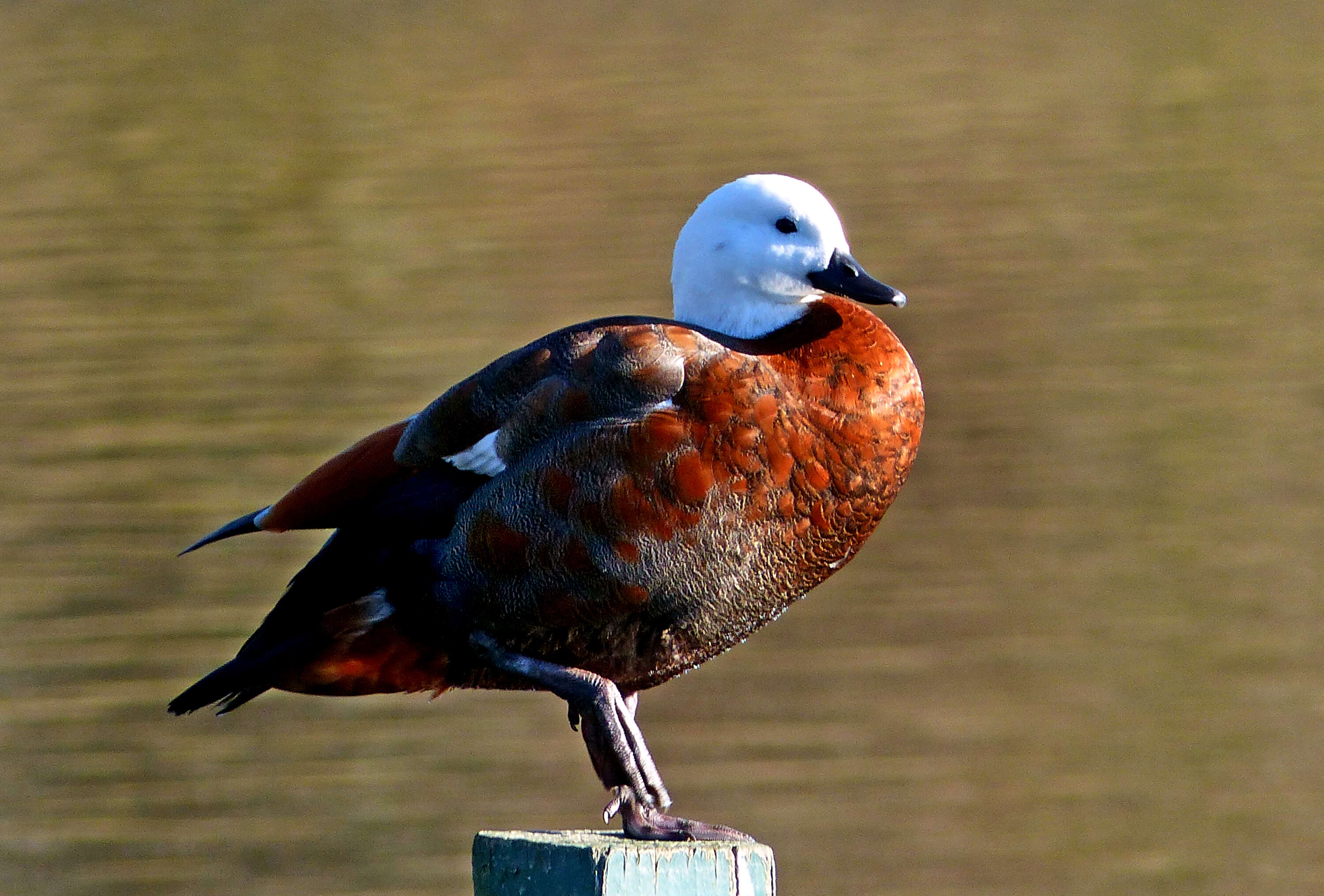 Image of Paradise Shelduck