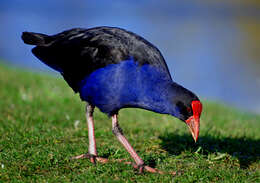 Image of Australasian Swamphen