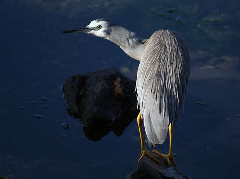 Image of White-faced Heron