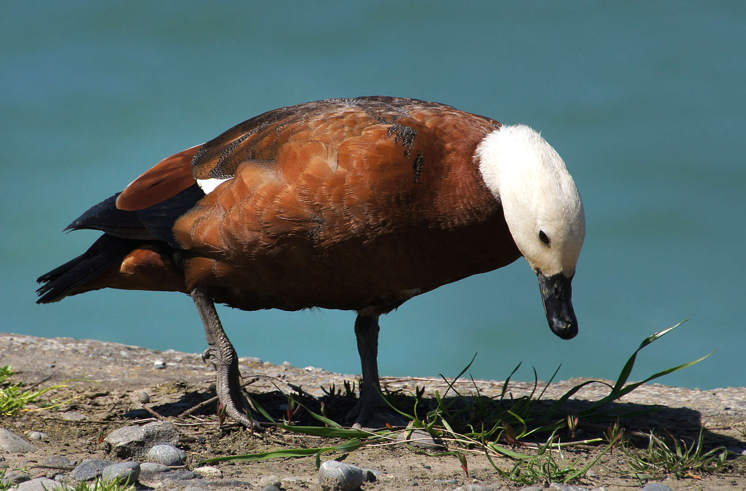 Image of Paradise Shelduck