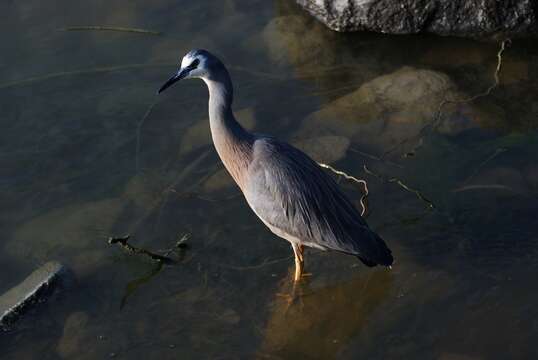 Image of White-faced Heron