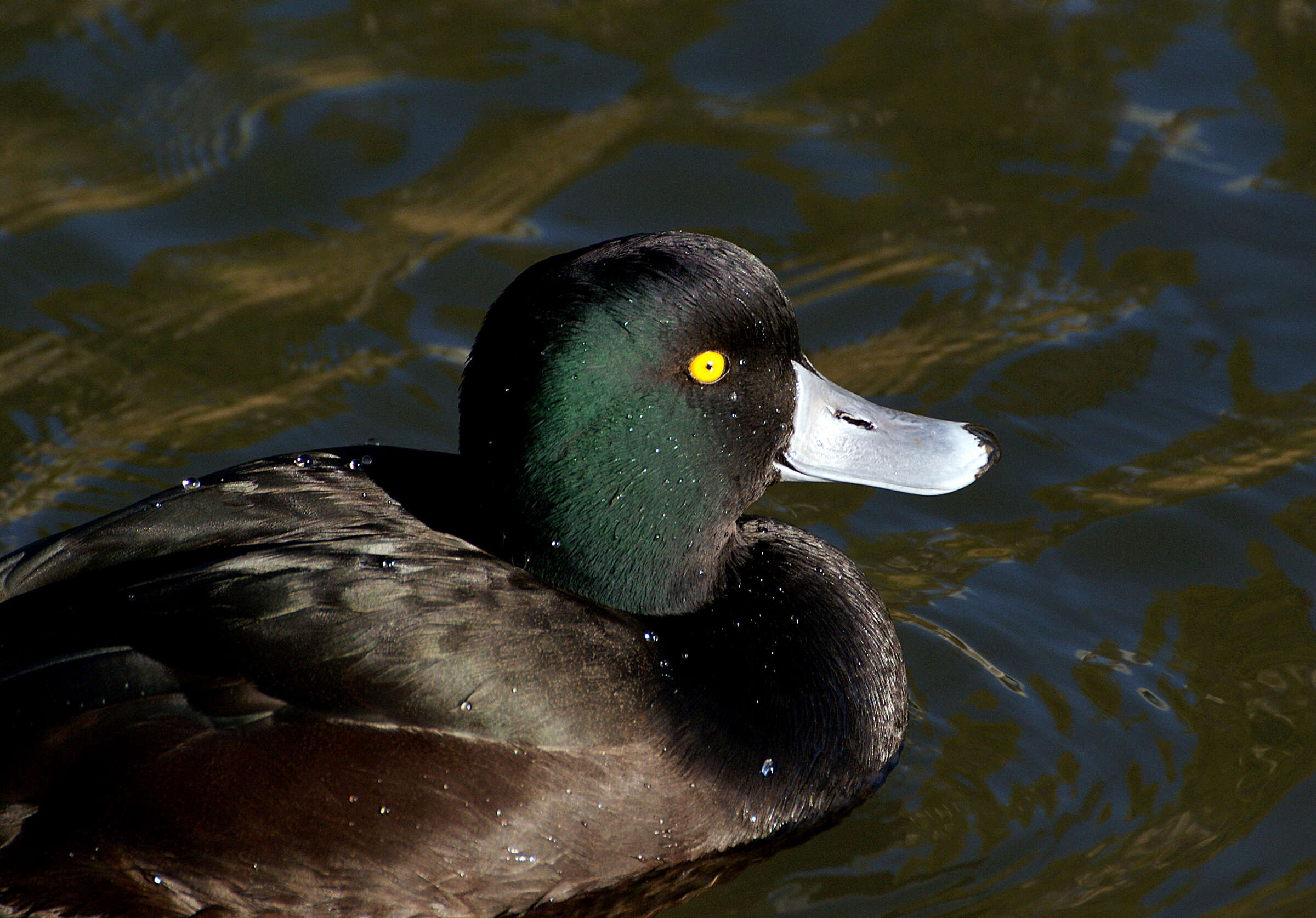 Image of New Zealand Scaup