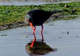 Image of Variable Oystercatcher