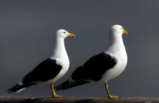 Image of Kelp Gull