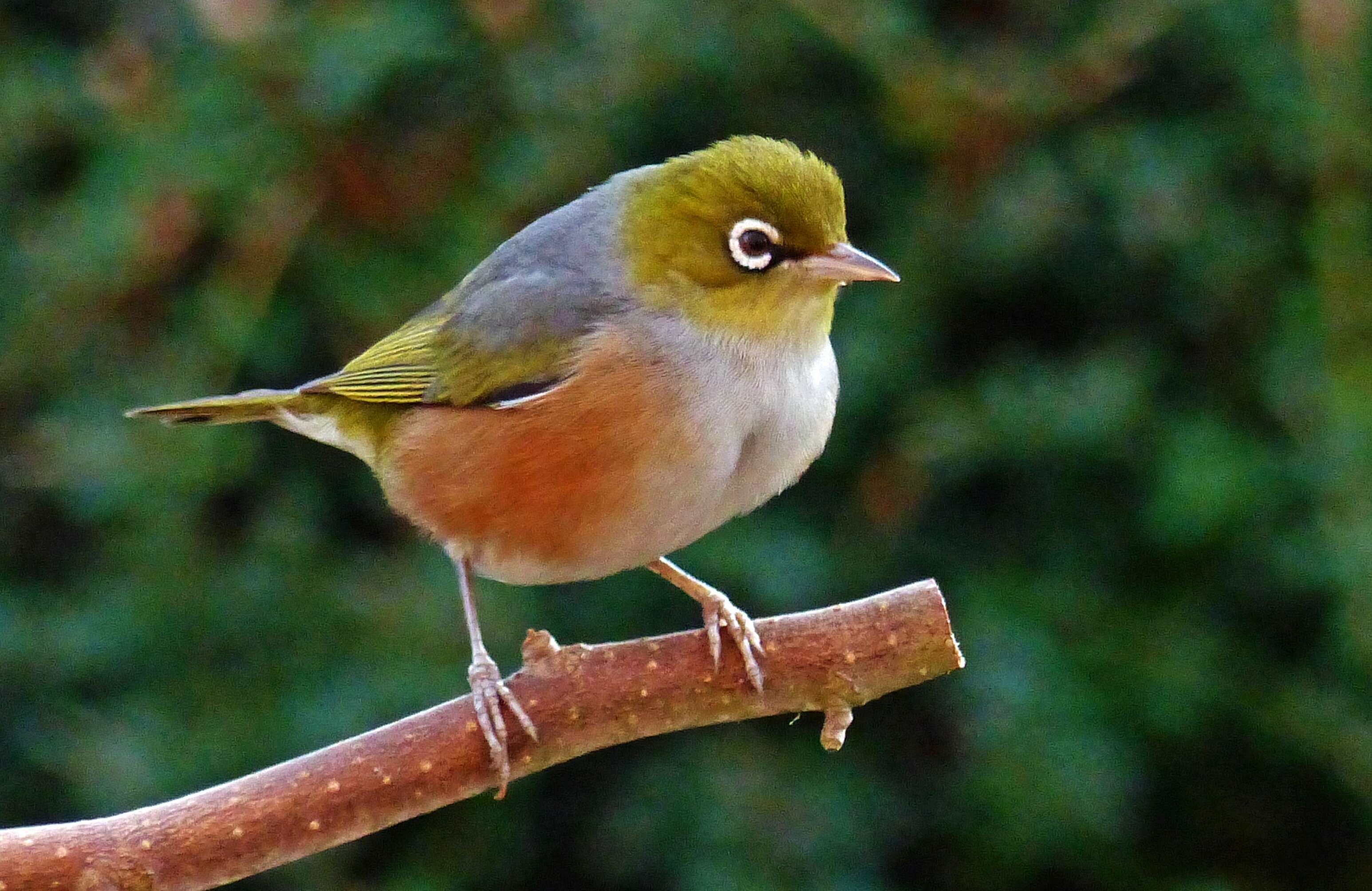 Image of Silvereye