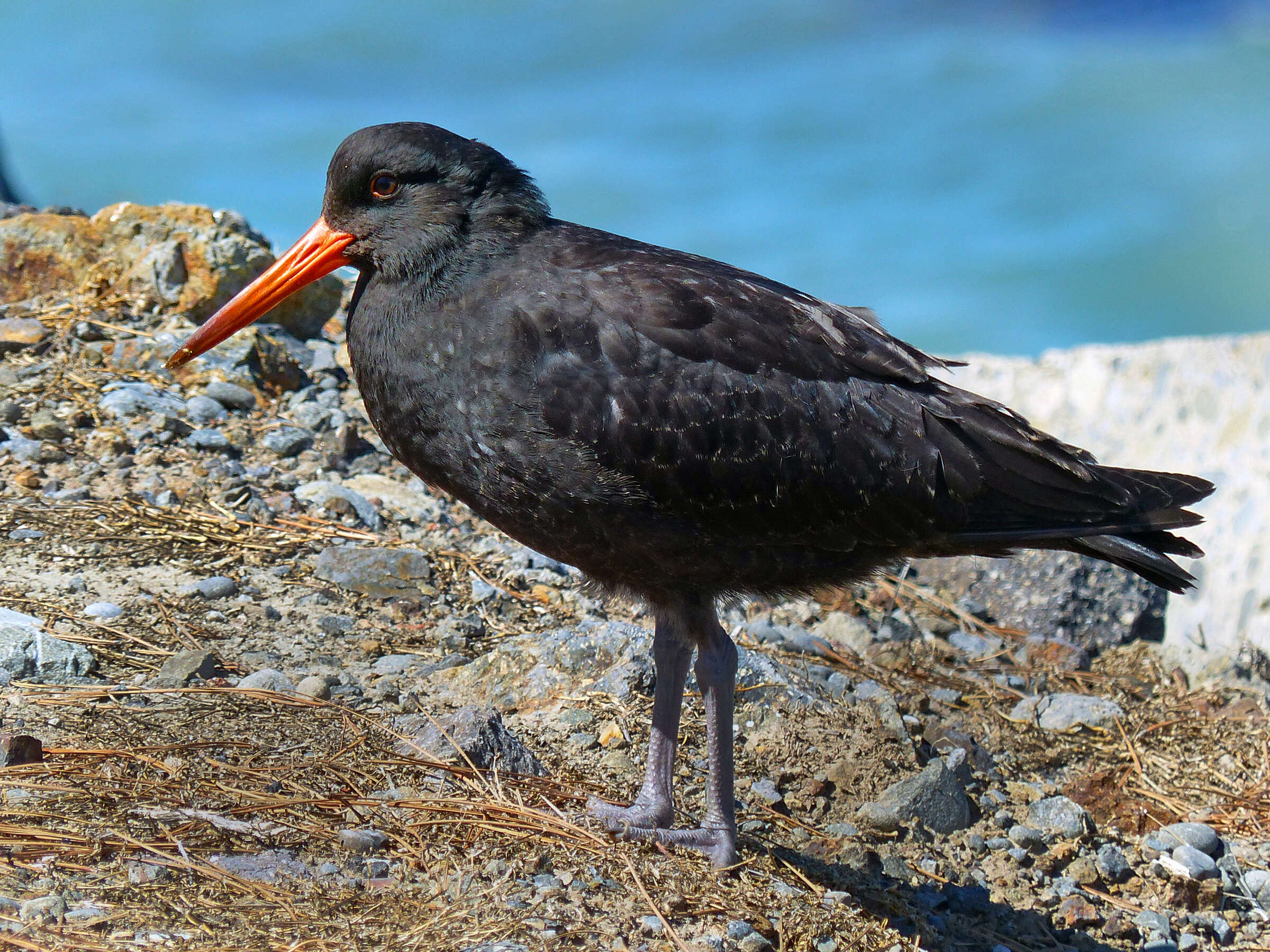 Imagem de Haematopus unicolor Forster & JR 1844