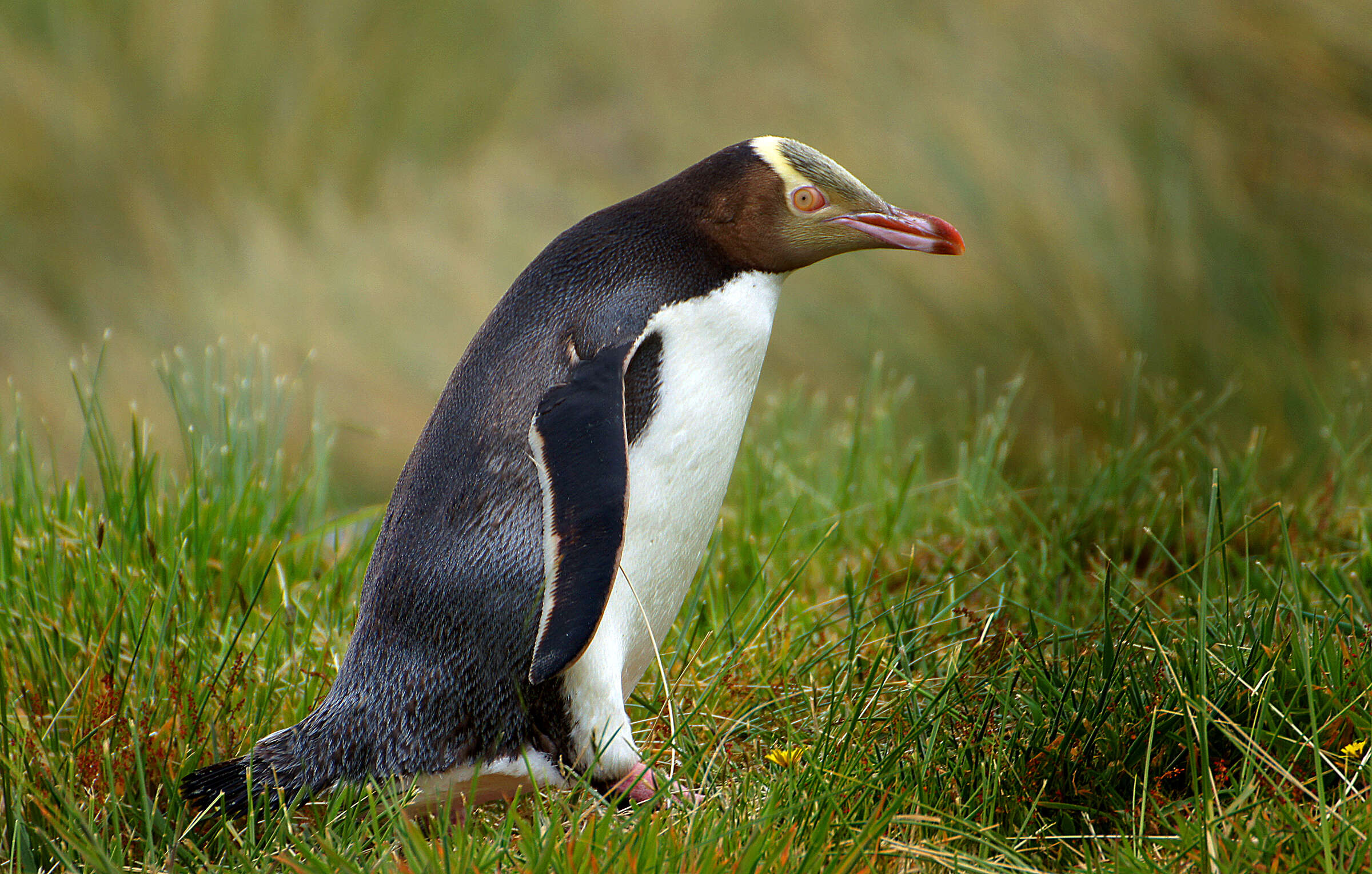Image of Yellow-eyed Penguins