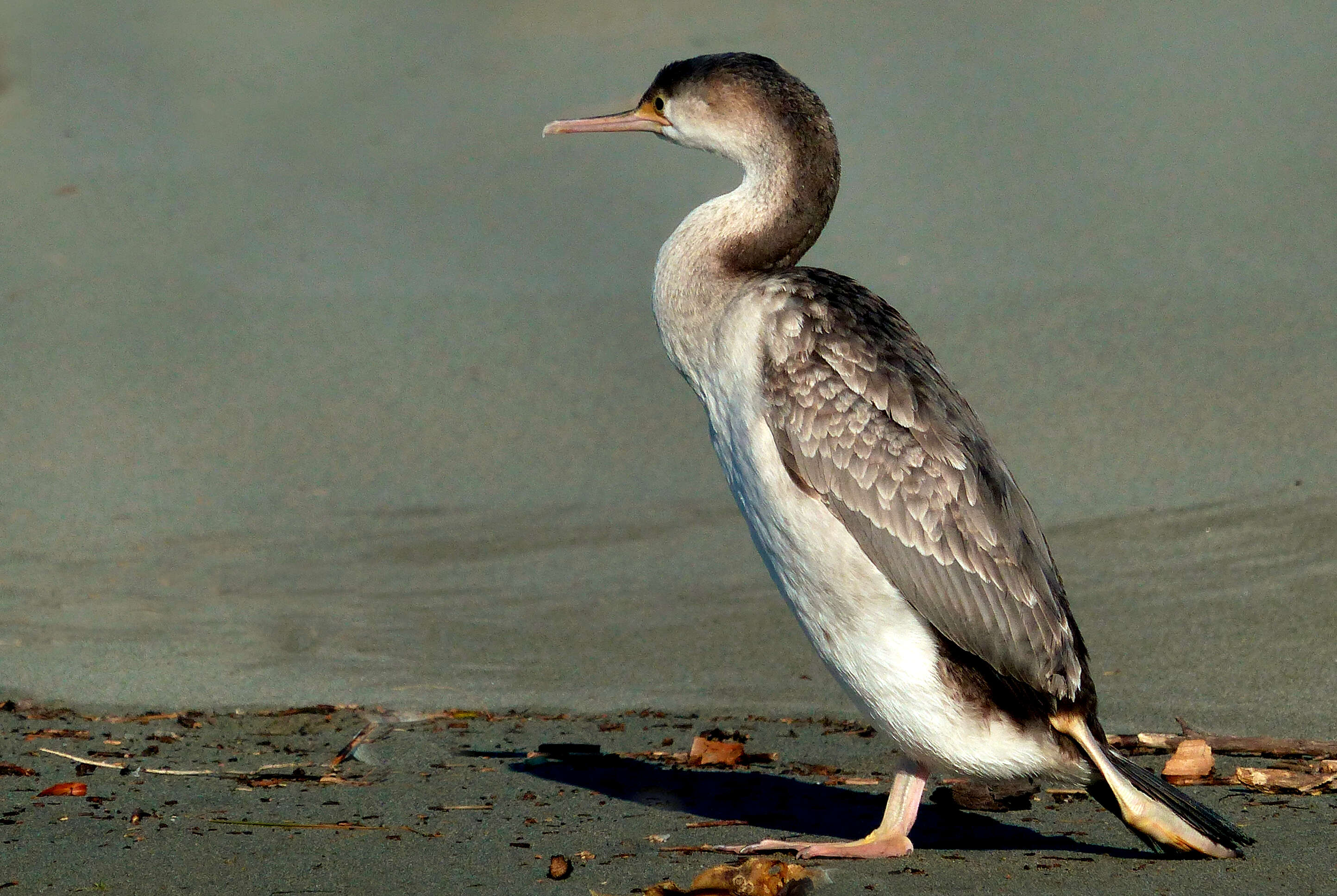 Image of Spotted Shag