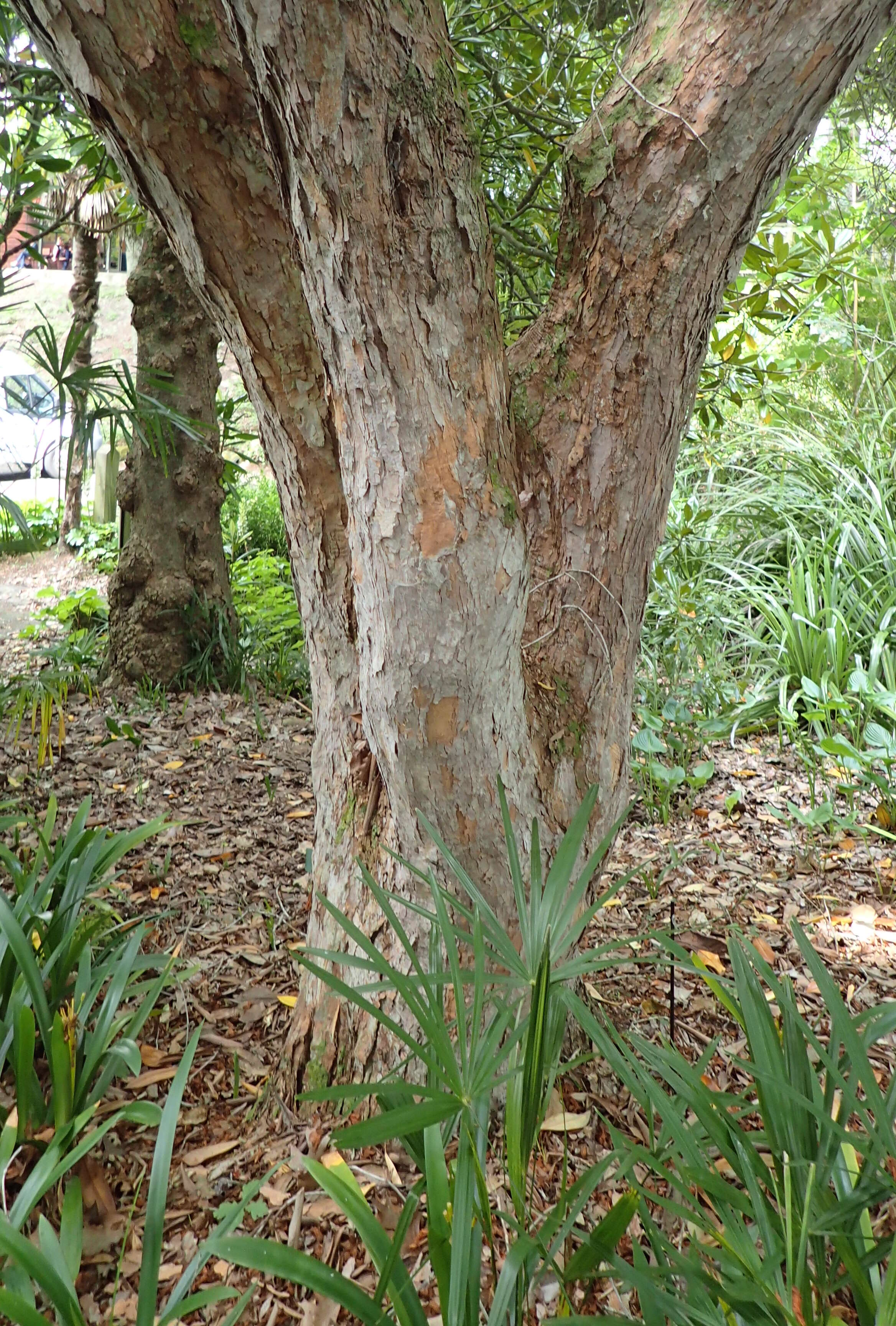 Image of Tree Rhododendron