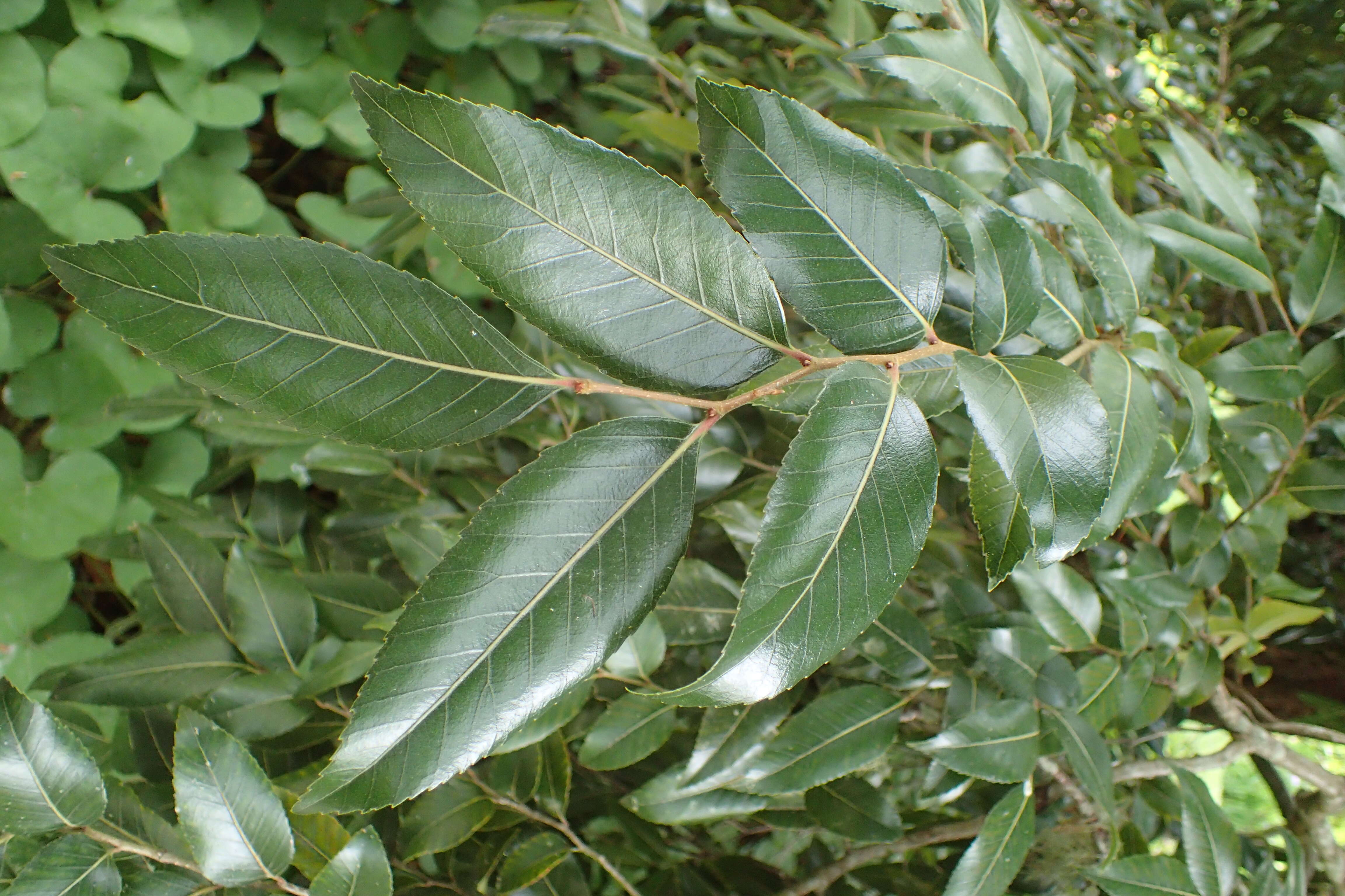 Imagem de Nothofagus moorei (F. Muell.) Krasser