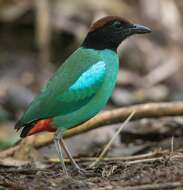 Image of Hooded Pitta