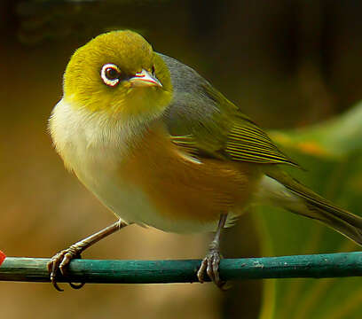 Image of Silvereye