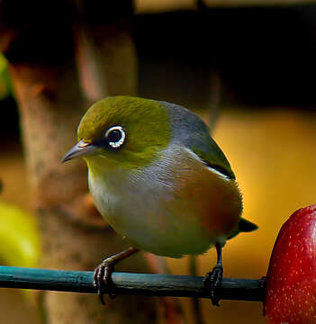 Image of Silvereye