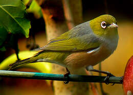 Image of Silvereye