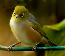 Image of Silvereye