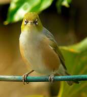 Image of Silvereye