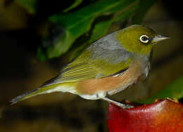 Image of Silvereye