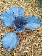 Image of white cabbage