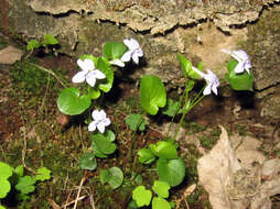 Imagem de Viola rostrata Pursh