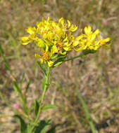 Слика од Solidago rigida L.