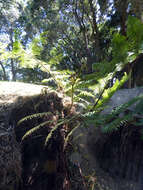 Image of Lacy Tree Fern