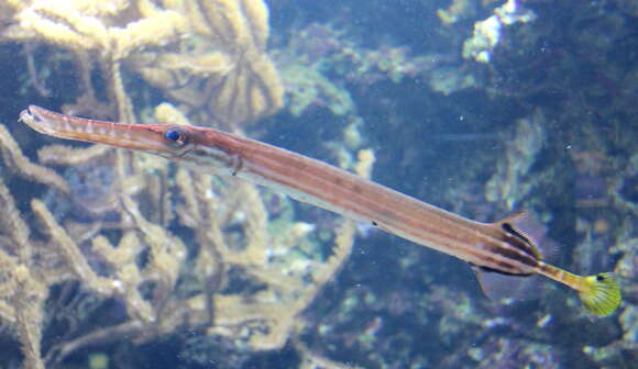 Aulostomus maculatus Valenciennes 1841 resmi