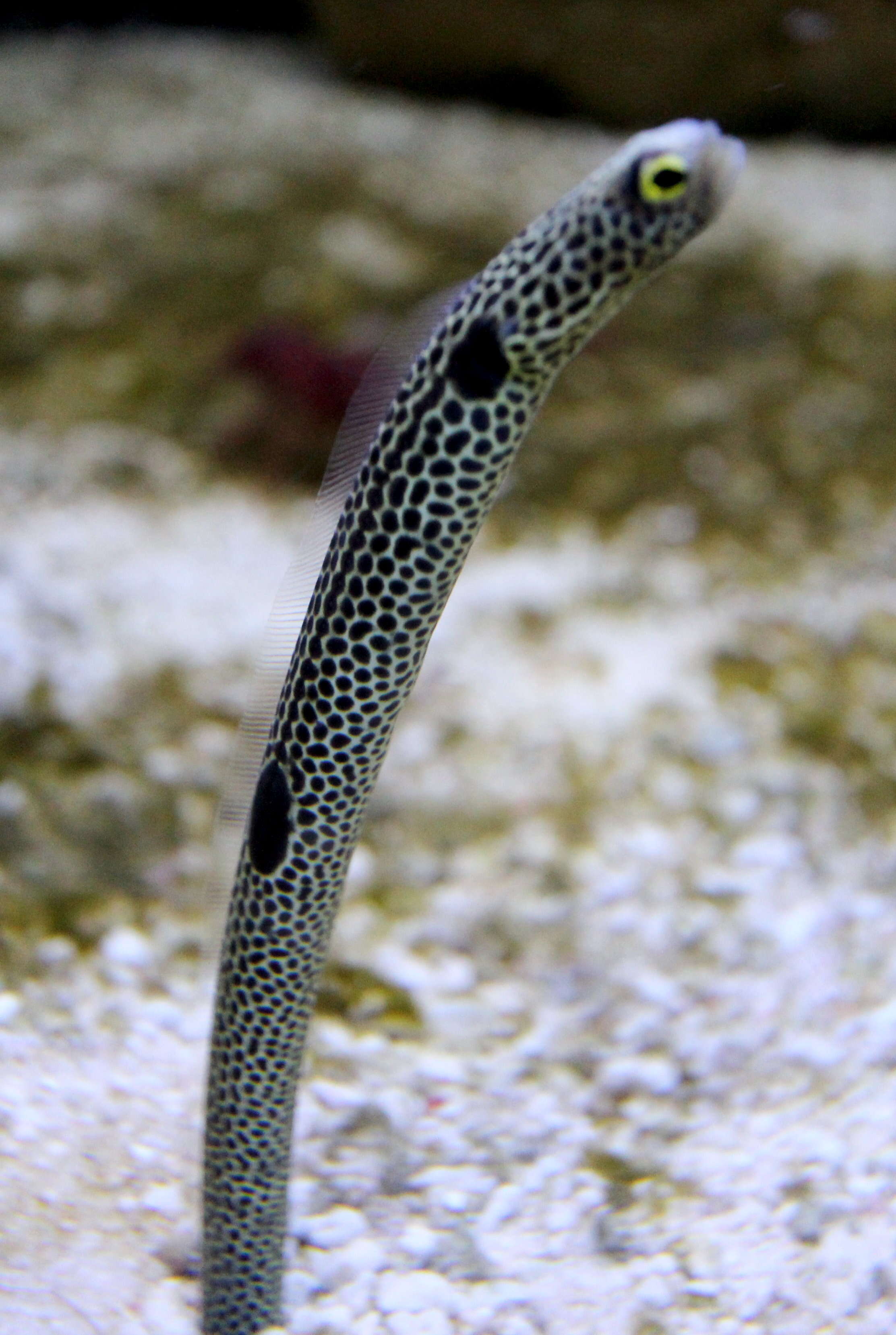 Image of conger eels