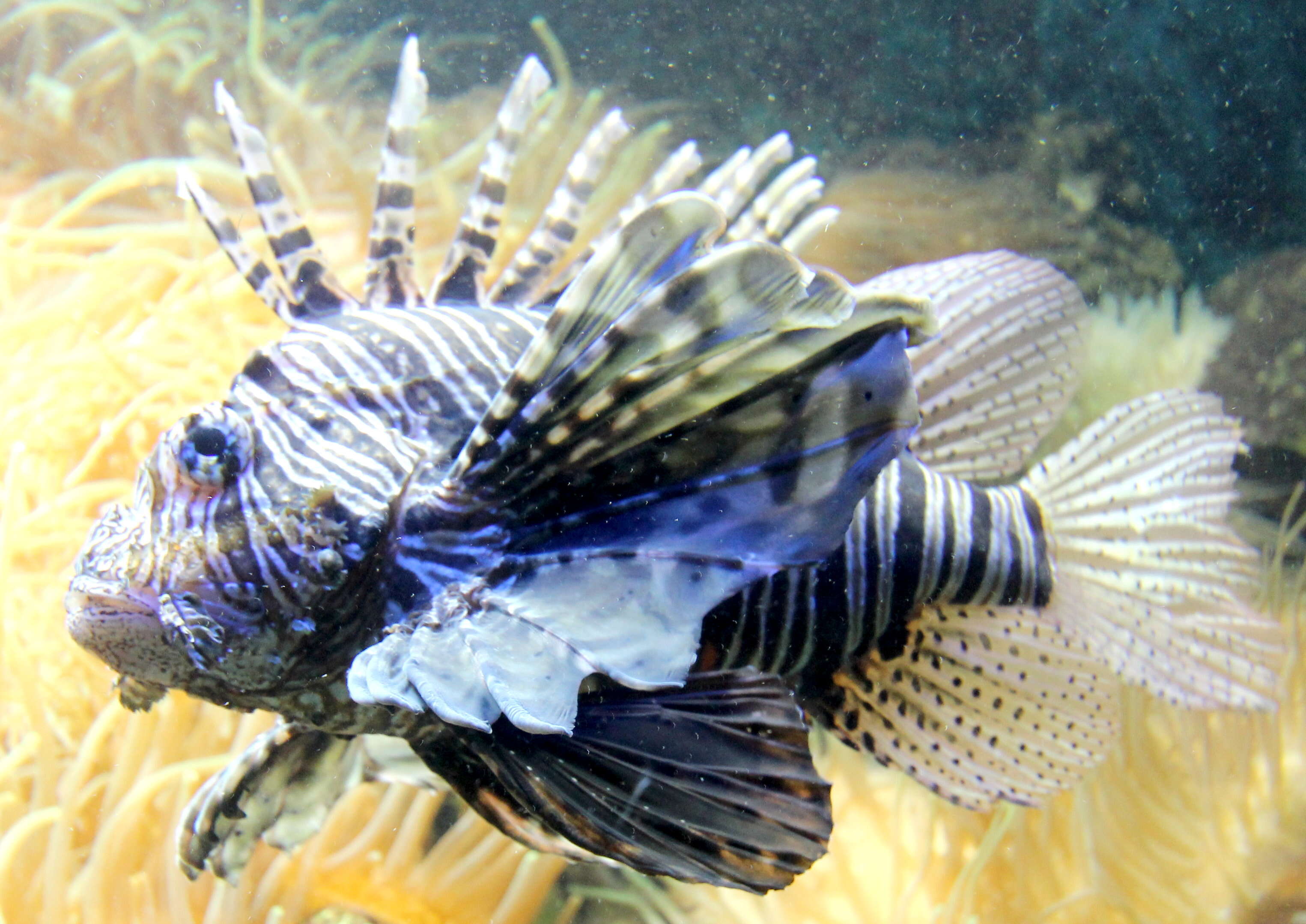 Image of Common lionfish