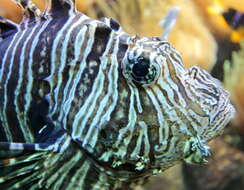 Image of Common lionfish