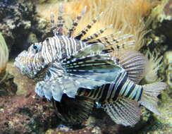 Image of Common lionfish