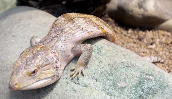 Image of eastern blue-tongued lizard