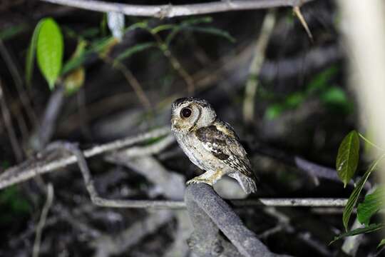 Image of Indian Scops Owl