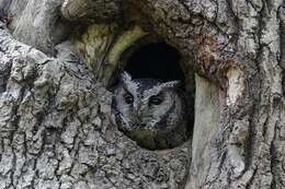 Image of Collared Scops Owl